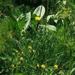 Hypochaeris uniflora Habit