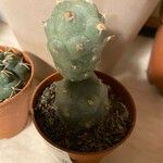 Tephrocactus articulatus Leht