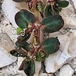 Euphorbia serpens Leaf