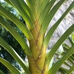 Grammatophyllum speciosum Blad