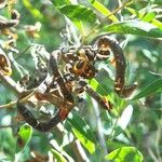 Acacia cyclops Fruit