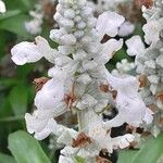 Salvia farinacea Blomma