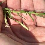 Lygodesmia juncea Hoja