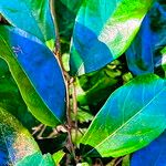 Celtis mildbraedii Blatt