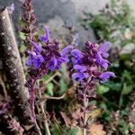 Salvia pratensis Annet