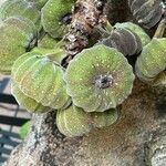 Ficus auriculata Fruit