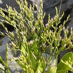 Limonium carolinianum Flower