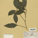 Eumachia astrellantha 葉