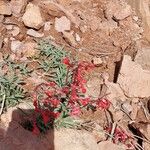 Penstemon utahensis Fiore