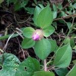Dissotis rotundifolia Лист