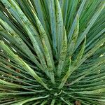Yucca rostrataHoja