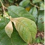 Solanum arboreum Folla