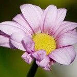 Tanacetum coccineum Květ