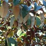 Chrysophyllum cainito Hoja