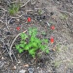 Aquilegia elegantula Feuille
