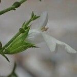 Stachys glutinosa Fiore