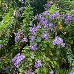 Duranta erecta Συνήθη χαρακτηριστικά