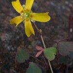 Oxalis novae-caledoniae