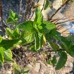 Mentha spicata Blad