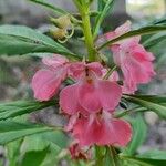 Impatiens balsaminaFleur