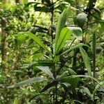 Dracaena arborea Hoja