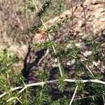 Asparagus acutifolius Blatt