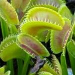 Dionaea muscipula পাতা