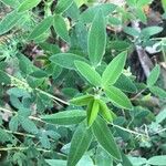 Cytisus nigricans Leaf