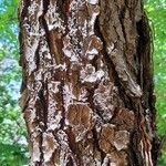 Gymnocladus dioicus Bark