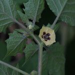 Physalis pubescens Fiore