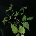 Pimpinella urceolata Облик