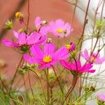 Cosmos bipinnatus Fula
