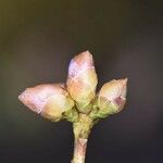 Rhododendron mucronulatum অন্যান্য