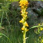 Verbascum thapsusFlower