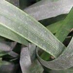 Dietes grandiflora Leaf