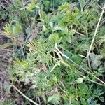 Selinum carvifolia 葉