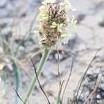 Plantago ovata Fiore