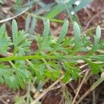 Lepidium bonariense Feuille