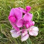 Lathyrus latifoliusFlower