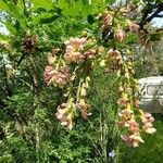 Robinia x margaretta Floare