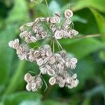 Torilis japonica Vrucht