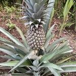 Ananas comosus Plod