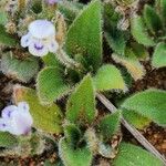 Craterostigma hirsutum Hoja
