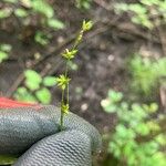 Carex radiata Plod