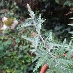 Perovskia atriplicifolia Leaf