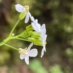 Arabidopsis arenosa Blomma