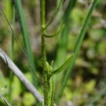 Biscutella auriculata Leht