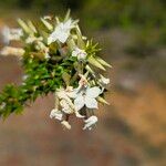 Woollsia pungens Flower