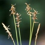 Carex davalliana 花