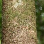 Protium apiculatum Kabuk
